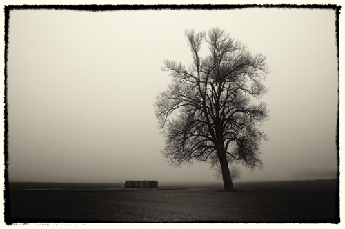 Tree in fog